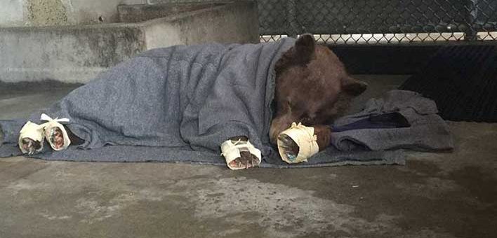Bears Burned in California Wildfires Healed With Fish Skins, Acupuncture
